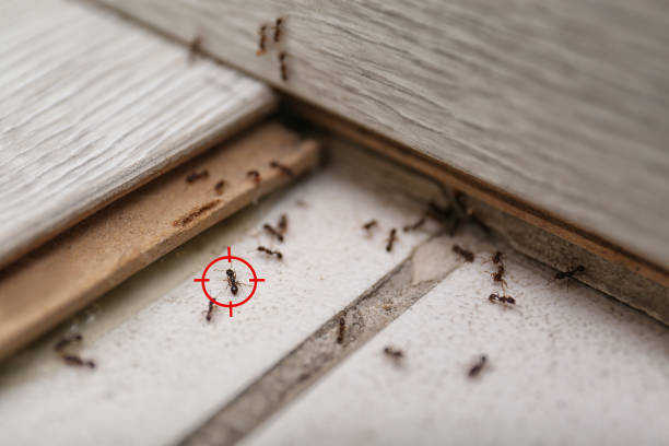 Best Pest Prevention Services  in Coushatta, LA