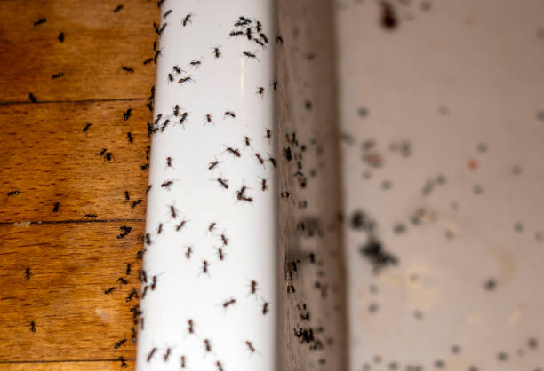 Best Pest Control Near Me in Coushatta, LA